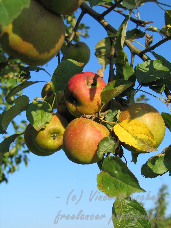 Apfel am Baum; 7424