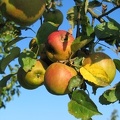 Apfel am Baum; 7424
