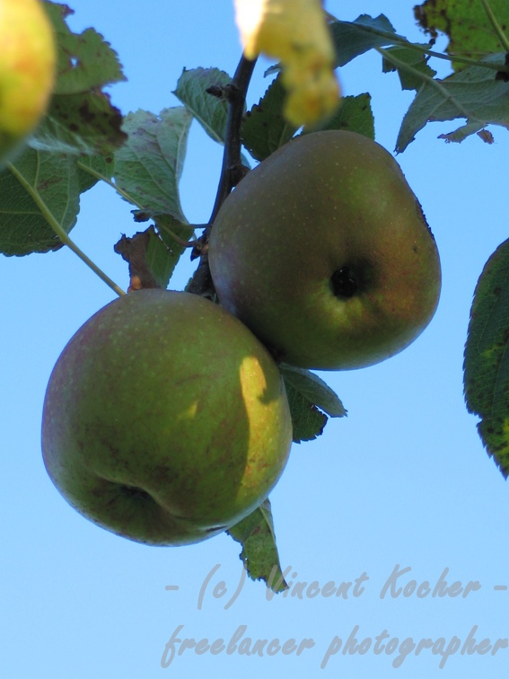 Apfel am Baum; 7428