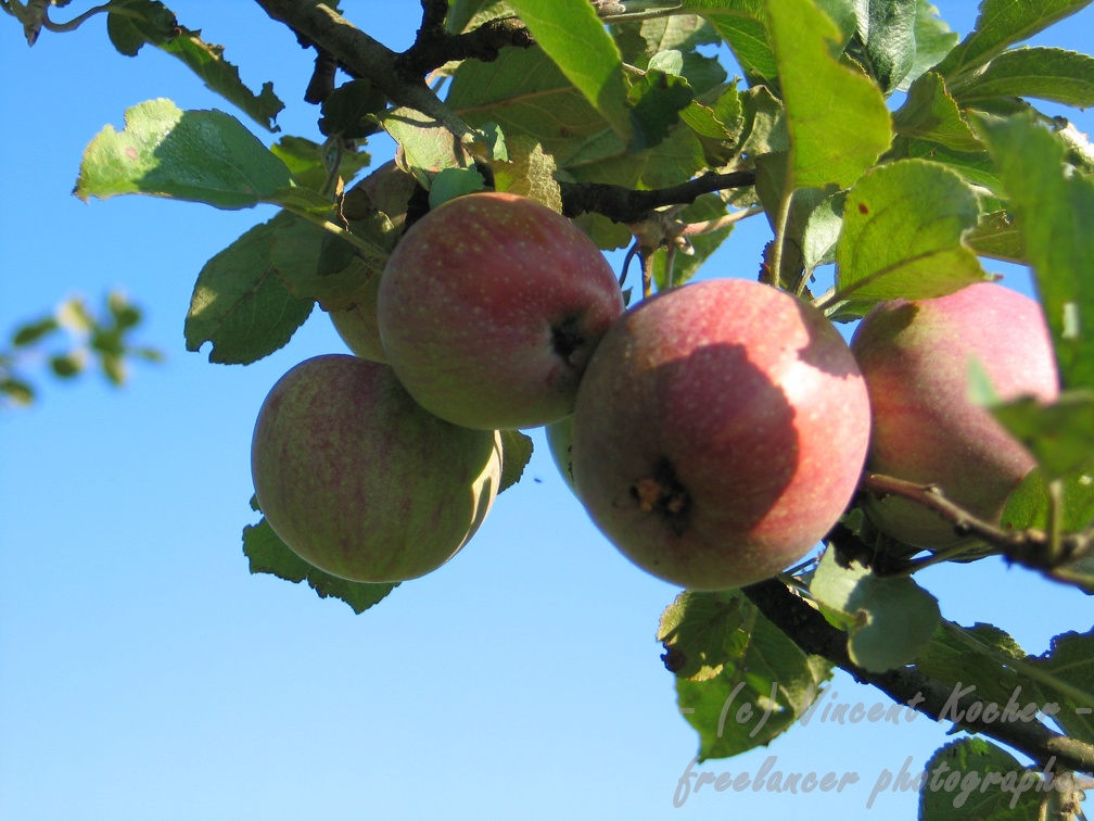 Apfel am Baum; 7429