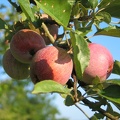 Apfel am Baum; 7430