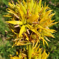 Enziangewächse (Gentianaceae)