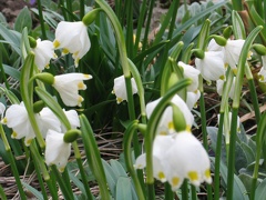 Frühlingsknotenblume, Leucojum vernum - 4036