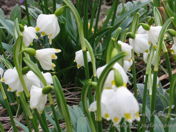 Frühlingsknotenblume, Leucojum vernum - 4036