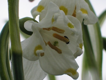 Frühlingsknotenblume, Leucojum vernum - 4051