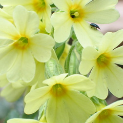 Primelgewächse | Primulaceae