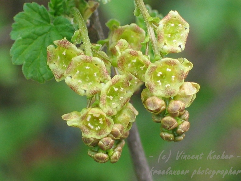 Johannisbeeren Blüte- 4667.jpg