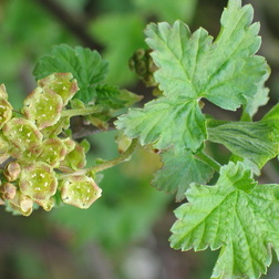 Johannisbeeren - Ribes