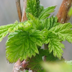 Himbeere - Rubus idaeus