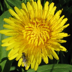 Korbblütler | Asteraceae oder Compositae