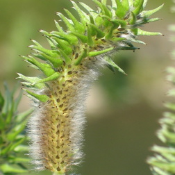 Weidengewächse | Salicaceae