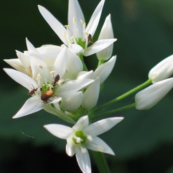 Amaryllisgewächse | Amaryllidaceae