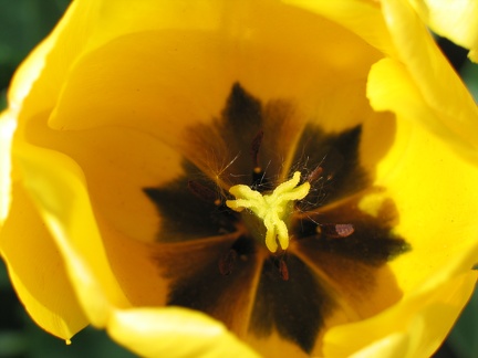 Tulpe gelb - 4793.jpg