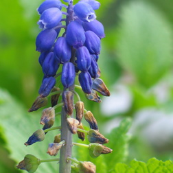 Spargelgewächse | Asparagaceae