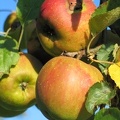 Apfel am Baum; 7425