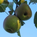 Apfel am Baum; 7428