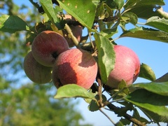 Apfel am Baum; 7430