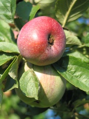 Apfel am Baum; 7431
