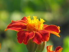 Tagetes; 8055