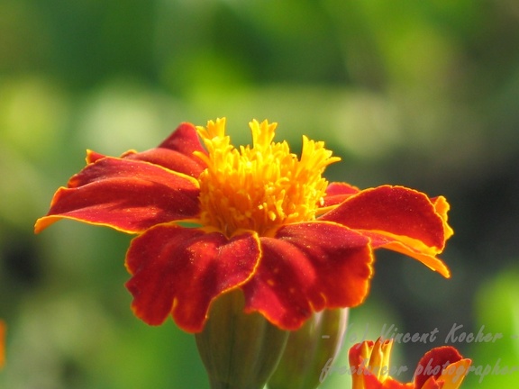 Tagetes; 8055