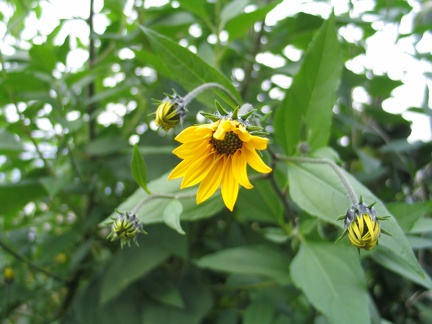 Topinambur Blüte; 8070