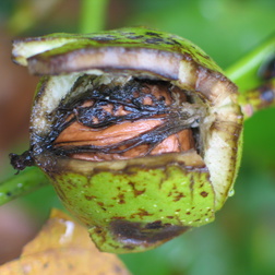 Echte Walnuss- Juglans regia