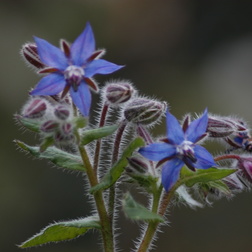 Raublattgewächse | Boraginaceae