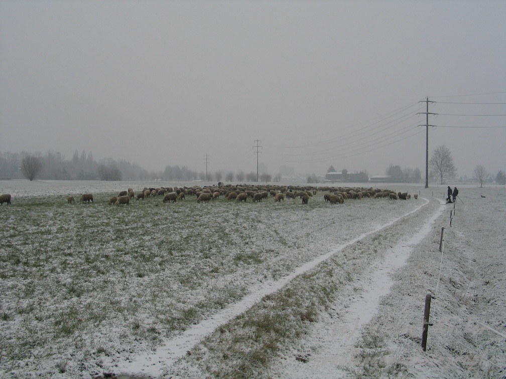 Schafe auf eine Winterweide; 9292