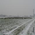 Schafe auf eine Winterweide; 9292