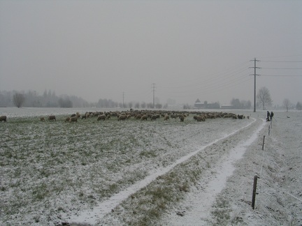 Schafe auf eine Winterweide; 9292