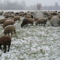 Schafe auf der Winterweide; 9293