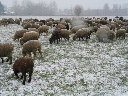 Schafe auf der Winterweide; 9293