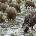 Schafe im Schnee; 9301