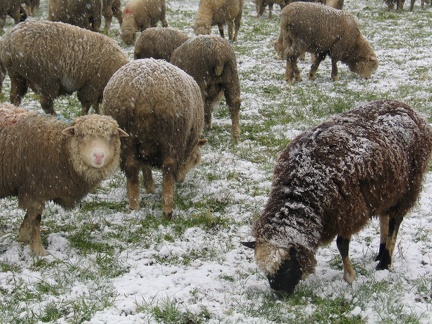 Schafe im Schnee; 9301