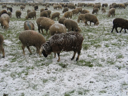 Schafe im Schnee; 9302