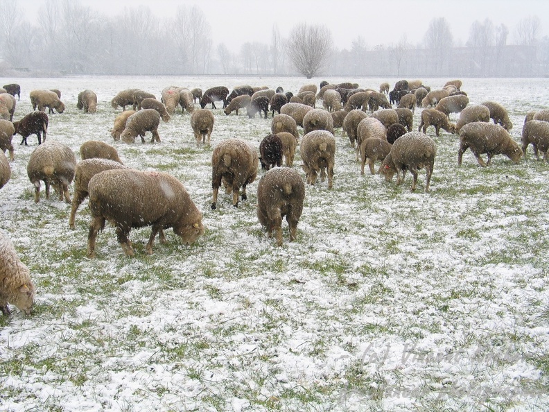 Schafe im Schnee; 9304