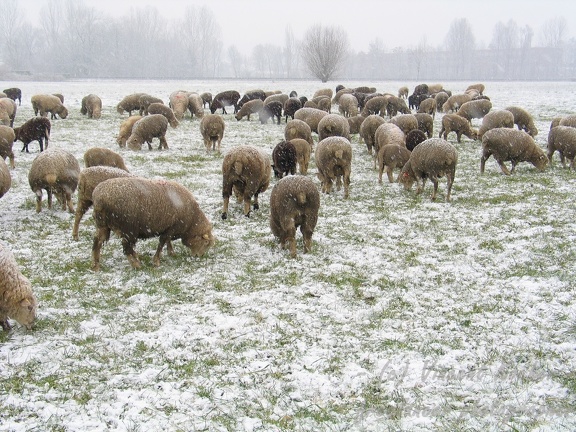 Schafe im Schnee; 9304