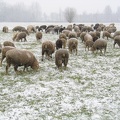 Schafe im Schnee; 9304