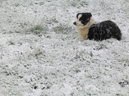 Hirtenhund beobachtet die Herde; 9306