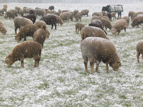 Schafe im Schnee; 9307