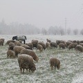 Schafe im Schnee; 9308