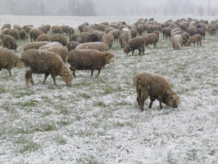 Schafe im Schnee; 9309