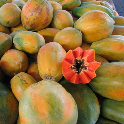 Papaya - Carica