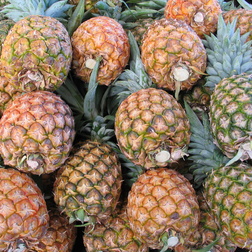 Ananas - Ananas comosus