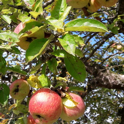 Apfel - Malus