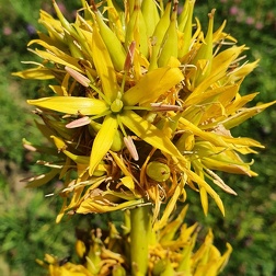 Gelber Enzian (Gentiana lutea)
